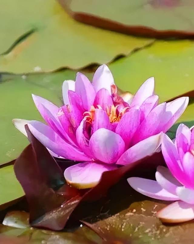 四川省民生研究会新媒体中心-官网