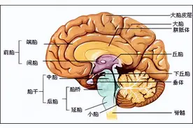 中老年人最害怕的疾病，脑出血！专家教你如何预防图片