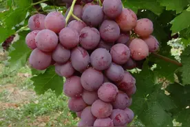 新疆种子上太空系列报道① 为什么新郁能“飞天”？这粒葡萄种子是这样选出来的图片