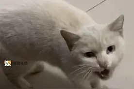 女孩收留流浪小白猫，小猫却为报恩而离家，两月后，喜提6只小猫图片