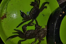 钓鱼日记-2022年8月5日（葫芦岛龙湾月亮河口夜钓）图片