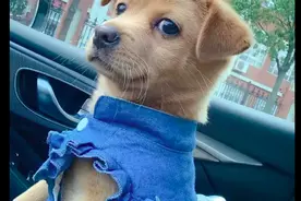 主人给狗狗穿上了小裙子，还扎上了两个发卡，狗：不会扎就别扎图片