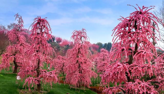 焕新待放！贵州梅园1月24日开园