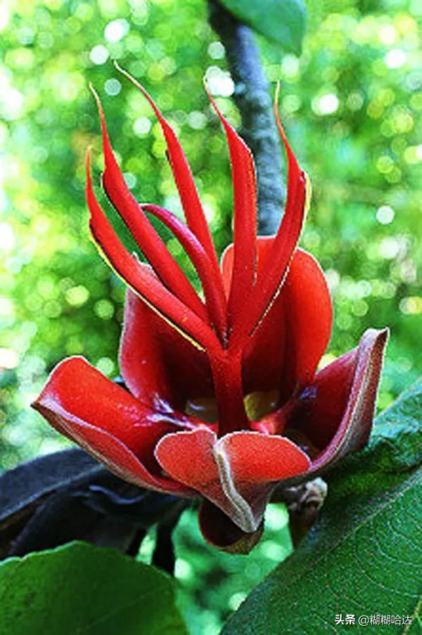 难得一见的奇花异草,千奇百怪罕见奇花,神奇造型大开眼界
