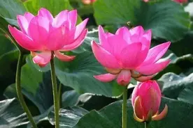 “人做二梦，暗示大吉”：这些梦的出现，那是好运的开始图片