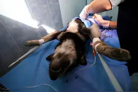 公狗“绝育”和“不绝育”，变化真的很大图片