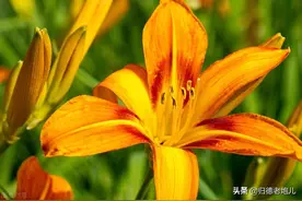 黄花菜古代叫忘忧草，很多人不知道的名字图片