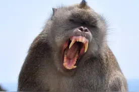 为什么猴子不能当家养宠物？拆家放火事小，危及小命事大图片