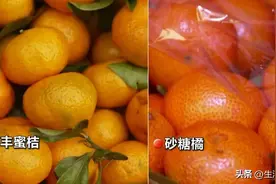 注意啦 您买的砂糖橘有可能是南丰蜜橘“冒充”的！图片