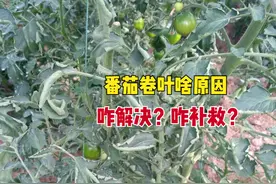 番茄卷叶啥原因？该如何防治？掌握4种技巧，番茄果实又多又红图片