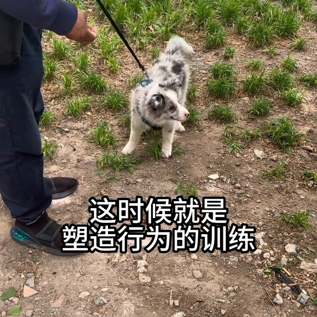 狗狗捡东西吃怎么办