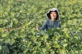 武汉“狮山菜薹”迎收获 有望端上市民餐桌图片