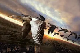 春天大雁又要北上，为何每年必须迁徙？不能留在一个地方过年吗？图片