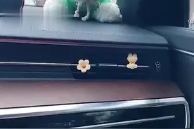 异地情侣见面女友坐男生车，意外发现车载装饰小雏菊，疑心有猫腻图片