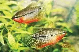 珍珠鱼繁殖图片