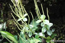 介绍一味不凡草，能去血瘀散结节图片
