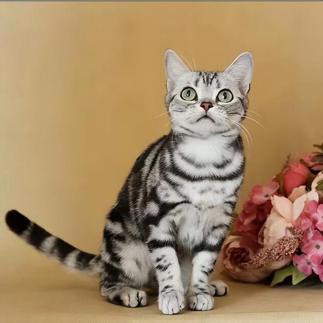美短有哪些花色的猫,英短和美短区别,过来人告诉你,区别很大 - 冷求网