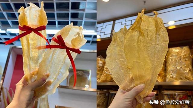 蜘蛛花胶怎分公母 2026年花胶 蜘蛛胶