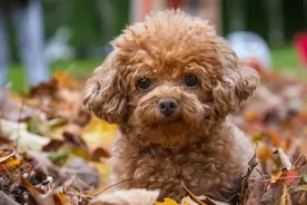 年轻人变成暮沉沉的小老头，年轻人又如何图片