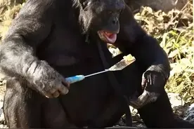 人类，为什么一定要吃熟的？图片