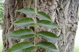 黄檗究竟是何方神圣，砍一棵要入刑？图片