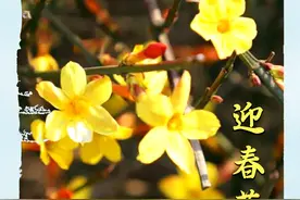 最新！日照春日“赏花图鉴”出炉！图片