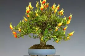 7种“便宜花”，换个好花盆，立马变成“小盆景”，又美又值钱图片