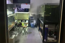 家有3米大鱼缸，日本小哥一心烦就跑进鱼缸跟鱼一起“游泳”图片