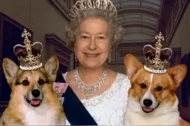 柯基犬为何能成为“英国女王”最爱的狗？看完理解了图片
