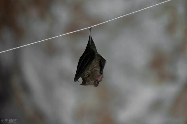 你知道蝙蝠为什么喜欢倒挂着睡觉吗?