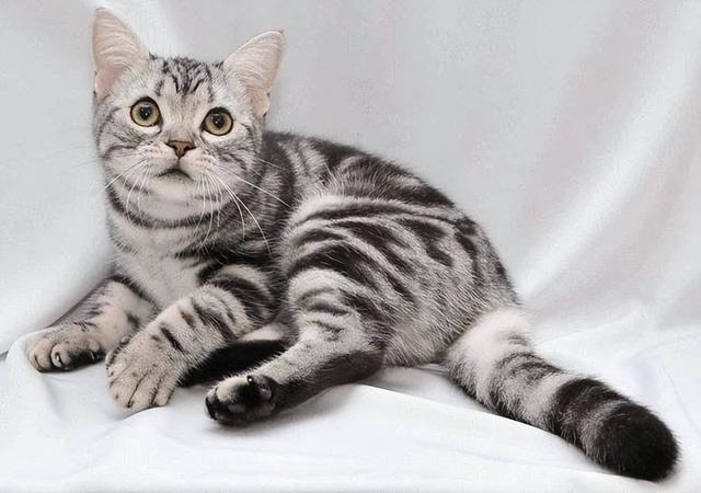 美短猫纯不纯就看这几点,串串一般装不出来(如何鉴