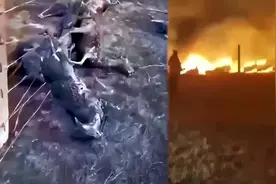中蒙边境草原起火围栏挂满羊焦尸，为何不能把铁丝网打开呢？图片