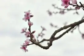 一个人命里的福祸，皆是定数图片