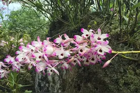 6种“山野草”，遇到别错过，悄悄挖一棵，比“盆景”还漂亮图片