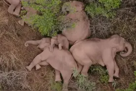 曾不足500只！稀有动物“哑巴鸡”现身云南龙陵，左顾右盼地漫步图片