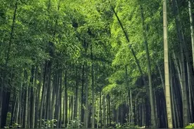 初中必背文言文：柳宗元《小石潭记》原文译文赏析 主持人康爸诵读图片