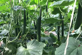 黄瓜叶面喷食醋，用这两种最好图片