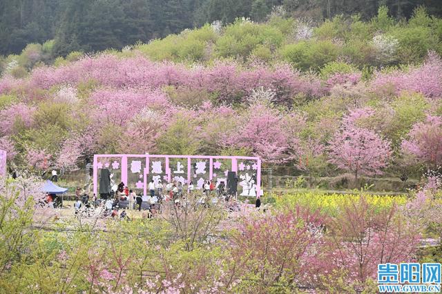 【花Young贵阳】观山湖千亩樱花园悄然走红，每天数千游客前来打卡