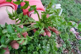 河南大妈地里挖野菜，无意挖出6瓶茅台，她决定找人鉴定真伪图片