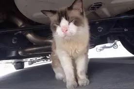 布偶猫“弃养率”高的原因，离不开这几点，过于真实图片