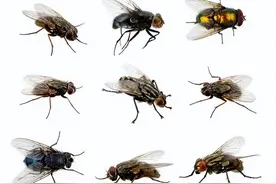 熟悉而又令人厌恶的昆虫——苍蝇图片