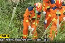 2条3米长，40斤重大蛇组团偷鸡！这究竟多危险？具有绞杀人的能力图片
