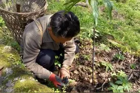 李时珍留下的3味药，每天换着吃，护腺、通尿，一路通畅图片