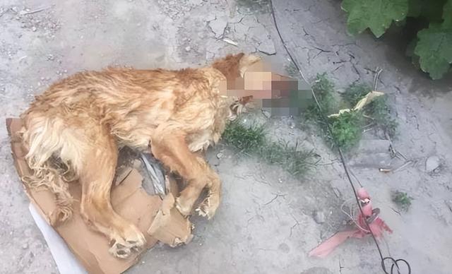 新娘被四歹徒8小时轮奸,丈夫目睹全过程,双双遭受杀害