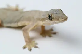 为何“五毒”中有壁虎而没蜘蛛？壁虎真有毒？原来它“深藏不露”图片