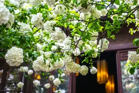 家有6种“名贵树”，生活差不到哪里去，经典好处多，还能增值图片