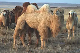 5吨重的大象都会被吃掉，为啥食肉动物不吃骆驼？它真没天敌吗？图片