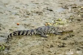 上海黄浦江出现鳄鱼后续，专家：应为人养殖...图片