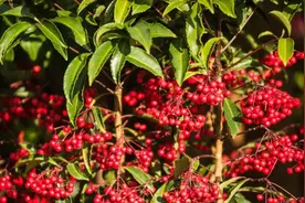 【养花知识营地】四季常青又耐寒的绿植图片
