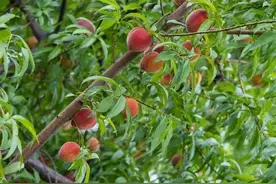 俗语“坟前不种三，床前不留四”分别指的是什么？可信吗图片